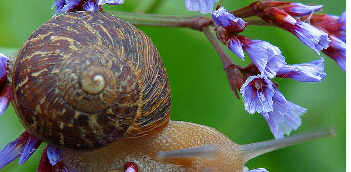 The threats as well as perks need to be analyzed prior to giving Toradol to these people since individuals with underlying kidney lack are at enhanced threat of creating acute renal decompensation or failing.